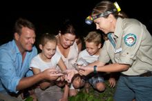 Mon Repos Turtle Encounter