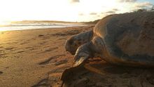 Mon Repos Turtle Encounter