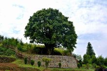 3,200 Year Old Jinxiu Tea King Tree 