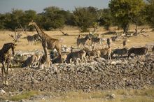Okaukeujo camp, Etosha National Park, Namibia