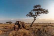 Serengeti National Park, Tanzania