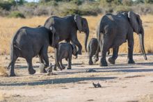 South Luangwa National Park, Zambia