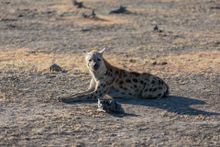 South Luangwa National Park, Zambia