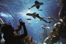 SeaLife Speyer Oceantunnel
