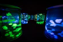 Sea Jellies Illuminated, Sea World