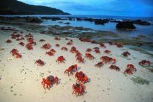 Christmas Island Red Crabs