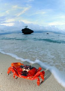 Christmas Island Red Crab