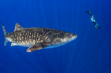 Whale Sharks visit Christmas Island between November and April