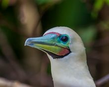 Red Footed Booby