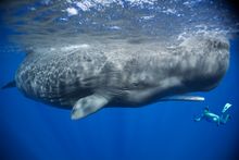 Patrick filming a sperm whale