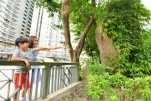 Believed to have mystical power, the huge ‘qilin rock’ in Ki Lun Kong Public Park was a symbol of Castle Peak Bay coastline before reclamation. It is still frequently visited by worshippers nowadays and is a landmark of Sam Shing Hui.