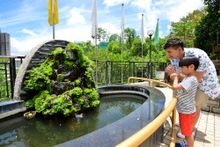 The Sam Shing Temple dedicated to Confucius, Shakyamuni Buddha and Laozi. It is believed that wishes made at the fishing pond in the shape of ‘eight trigrams in nine halls’ may come true.