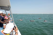 You'll find dolphin cruises, sightseeing boat tours, kayaking, watersports, fishing charters and more in Myrtle Beach! 