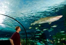 Ripley's Aquarium at Broadway at the Beach