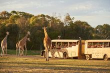 Sunset Safari Werribee Open Range Zoo