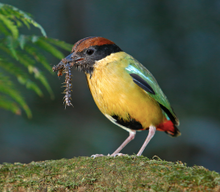 Noisy Pitta finds food at O'Reilly's Bird Week