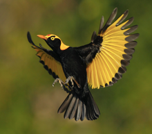 Regent Bowerbird in flight at O'Reilly's Bird Week