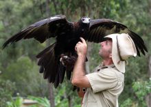 OReillys Birds of Prey - Mark Birdman Culleton with Wedge-tailed Eagle
