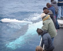Wilsons Promontory Whale Watching Cruise