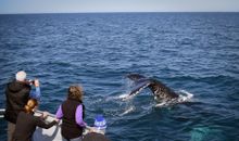 Wilsons Promontory Whale Watching Cruise