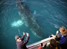Wilsons Promontory Whale Watching Cruise