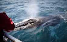Wilsons Promontory Whale Watching Cruise