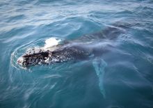 Wilsons Promontory Whale Watching Cruise