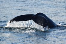 Wilsons Promontory Whale Watching Cruise