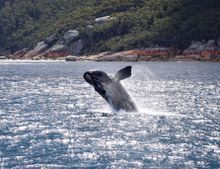 Wilsons Promontory Whale Watching Cruise