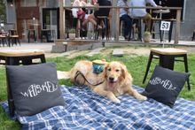 Amicus at The Whiskery, Bellarine