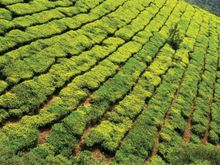 Trails of Kerala & Tamil Nadu 