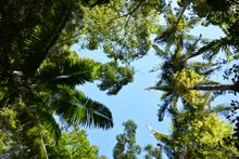 K'gari's rainforest canopy