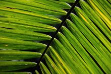 A pristine environment within the rainforest