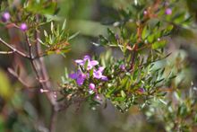 The Wide Bay Boronia - one of the many native plants found on K'gari