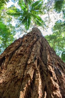 K'gari satinay tree (Syncarpia hillii)