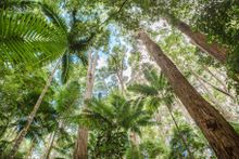 K'gari's rainforest canopy