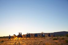 The Red Centre with Pyndan Camels.