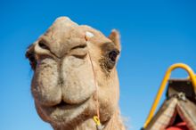 Uluru Camel Tours take Uluru at a loping pace.