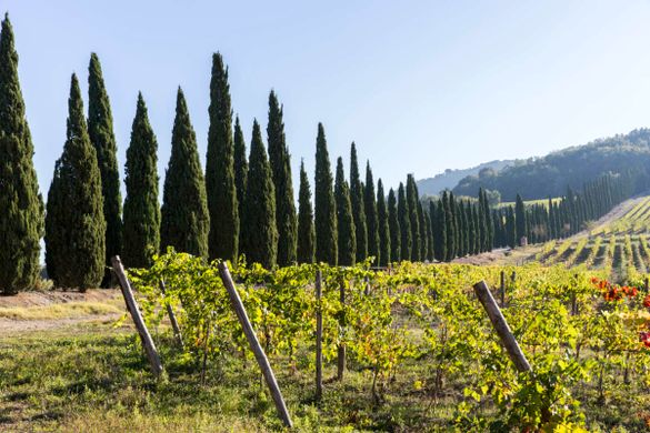 The drive to the house is lined with cypresses and goes through your own vineyard