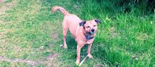 Toby, our very own rescue dog
