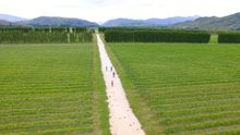 Cycling through the stunning Waitaki vineyard