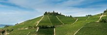 Pio Cesare Vineyard (Barolo, Italy)