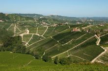 Pio Cesare Vineyards (Barolo, Italy)