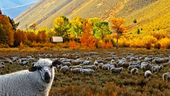 Sun Valley, Fall