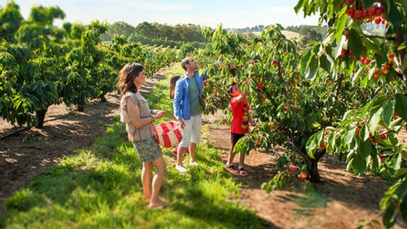 Family Fun at U-Pick in the Yarra Valley & Dandenong Ranges