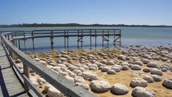 Lake Clifton Thrombolites Lake Clifton Thrombolites