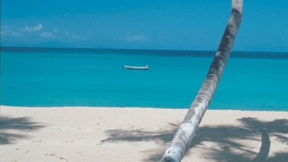 Beach with palm trees