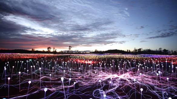 Field of Light Uluru now extended until 31 March 2018