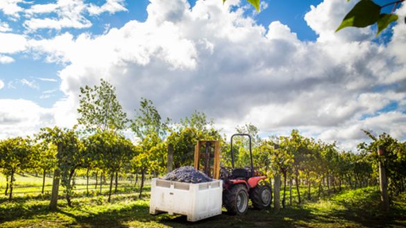 The Canberra District's cool climate wineries will celebrate a new vintage with 10 days of celebrations from 31 March to 9 April kicking off with Canberra District Wine Week and culminating with the Harvest Festival.
