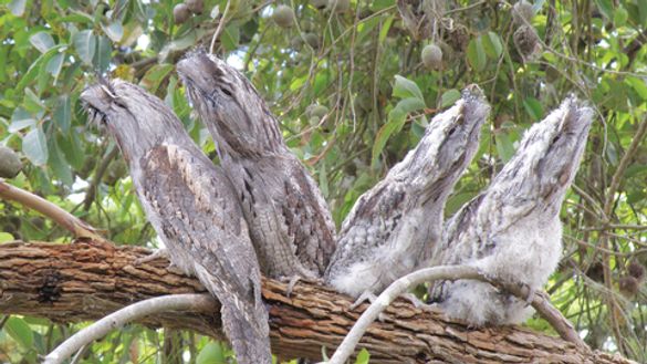 Tawny Frogmouth 